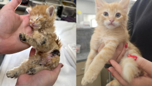 Illustration : Ce courageux chaton roux se remet de graves brûlures et échappe à l'amputation avant d'être adopté avec son meilleur ami