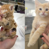 Illustration : Ce courageux chaton roux se remet de graves br&ucirc;lures et &eacute;chappe &agrave; l'amputation avant d'&ecirc;tre adopt&eacute; avec son meilleur ami