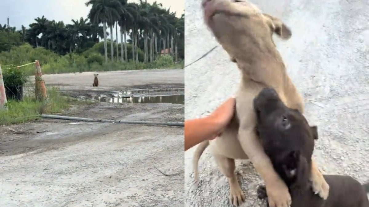 Illustration : "Une automobiliste filme l'étreinte de soulagement de 2 jeunes chiots abandonnés qu'elle vient de recueillir (vidéo)"