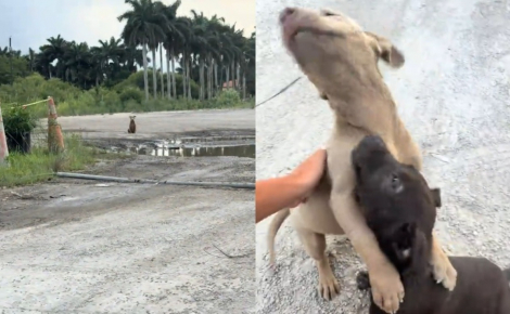 Une automobiliste filme l'étreinte de soulagement de 2 jeunes chiots abandonnés qu'elle vient de recueillir (vidéo)