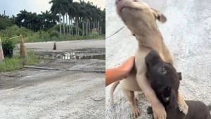 Illustration : "Une automobiliste filme l'étreinte de soulagement de 2 jeunes chiots abandonnés qu'elle vient de recueillir (vidéo)"