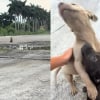 Illustration : Une automobiliste filme l'&eacute;treinte de soulagement de 2 jeunes chiots abandonn&eacute;s qu'elle vient de recueillir (vid&eacute;o)