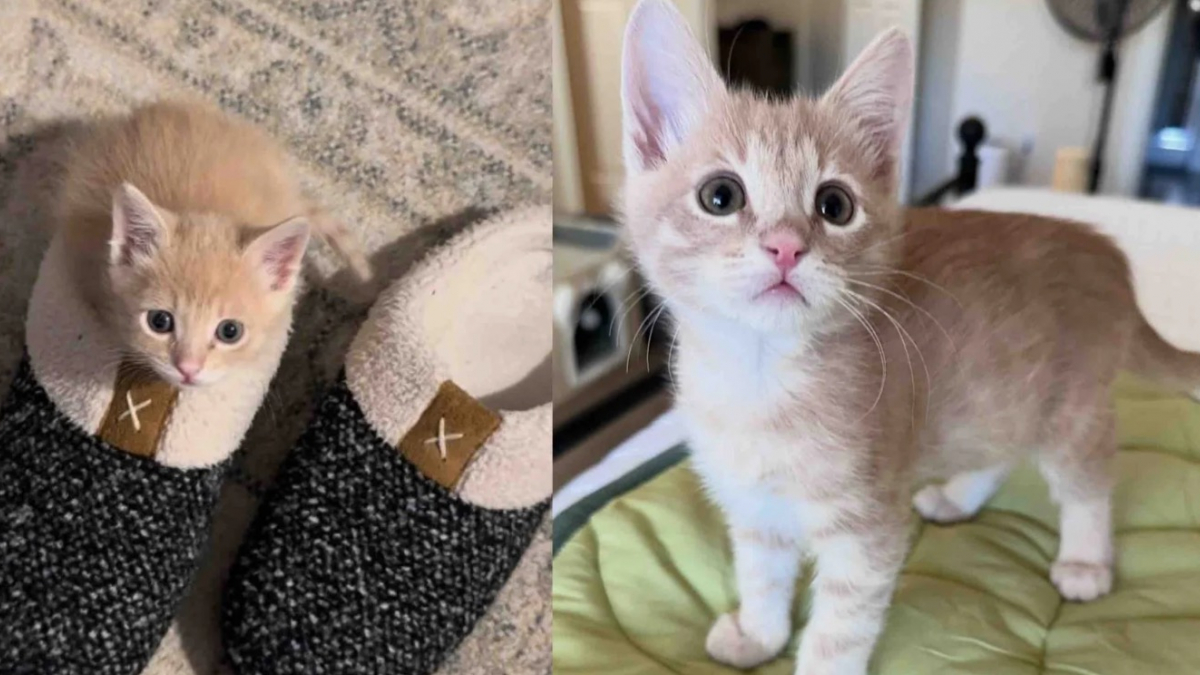 Illustration : "Un grand chat aide sa maîtresse bénévole à éduquer un tout petit chaton sauvé de justesse qu'elle vient de recueillir (vidéo)"