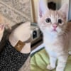 Illustration : Un grand chat aide sa ma&icirc;tresse b&eacute;n&eacute;vole &agrave; &eacute;duquer un tout petit chaton sauv&eacute; de justesse qu'elle vient de recueillir (vid&eacute;o)