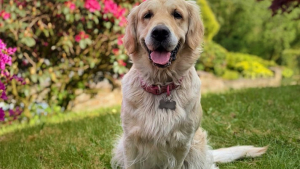 Illustration : Une Golden Retriever apprend doucement à un bébé comment jouer à la balle avec elle (vidéo)
