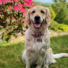 Illustration : Une Golden Retriever apprend doucement &agrave; un b&eacute;b&eacute; comment jouer &agrave; la balle avec elle (vid&eacute;o)