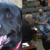 Illustration : Un Labrador particuli&egrave;rement paisible mis &agrave; l'honneur lors d'une c&eacute;r&eacute;monie pour avoir chass&eacute; un dangereux cambrioleur