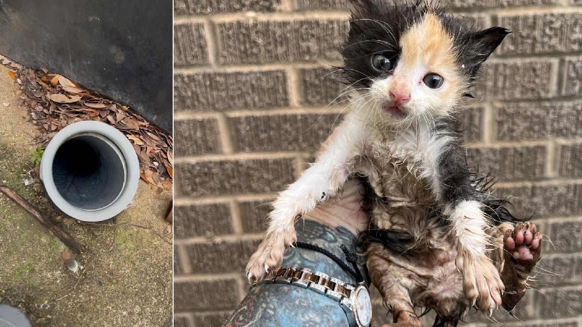 Illustration : "Après avoir escaladé une corde de fortune pour sortir d'un conduit, un chaton est adopté par l'agent de sécurité ayant alerté sa sauveuse"