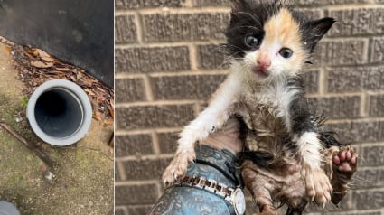 Illustration : Apr&egrave;s avoir escalad&eacute; une corde de fortune pour sortir d'un conduit, un chaton est adopt&eacute; par l'agent de s&eacute;curit&eacute; ayant alert&eacute; sa sauveuse