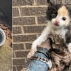 Illustration : Apr&egrave;s avoir escalad&eacute; une corde de fortune pour sortir d'un conduit, un chaton est adopt&eacute; par l'agent de s&eacute;curit&eacute; ayant alert&eacute; sa sauveuse