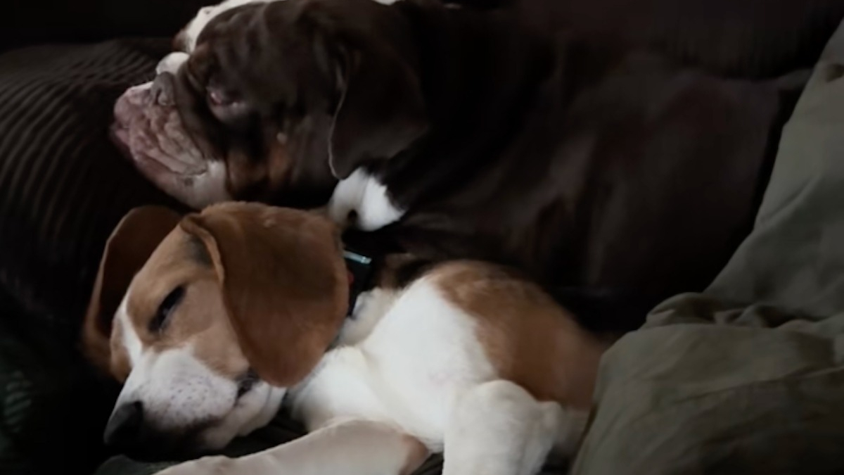 Illustration : "Sauvé d’un élevage destiné à la recherche scientifique, ce Beagle trouve du réconfort auprès du Bulldog Anglais de sa famille d’accueil (vidéo)"