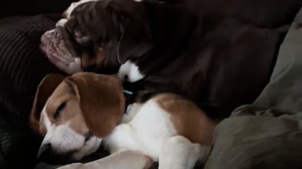 Illustration : Sauv&eacute; d&rsquo;un &eacute;levage destin&eacute; &agrave; la recherche scientifique, ce Beagle trouve du r&eacute;confort aupr&egrave;s du Bulldog Anglais de sa famille d&rsquo;accueil (vid&eacute;o)