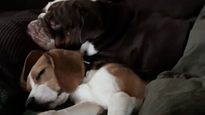 Illustration : Sauvé d’un élevage destiné à la recherche scientifique, ce Beagle trouve du réconfort auprès du Bulldog Anglais de sa famille d’accueil (vidéo)