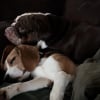 Illustration : Sauv&eacute; d&rsquo;un &eacute;levage destin&eacute; &agrave; la recherche scientifique, ce Beagle trouve du r&eacute;confort aupr&egrave;s du Bulldog Anglais de sa famille d&rsquo;accueil (vid&eacute;o)