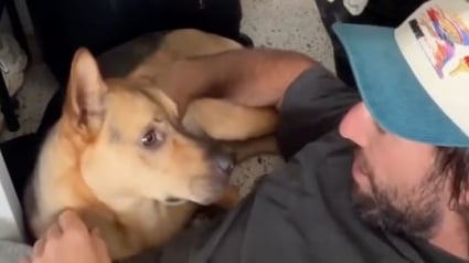 Illustration : Un homme r&eacute;conforte son chien qui s&rsquo;est cach&eacute; dans le placard avant son premier trajet en voiture (vid&eacute;o)