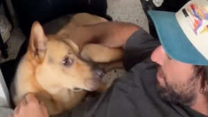 Illustration : Un homme réconforte son chien qui s’est caché dans le placard avant son premier trajet en voiture (vidéo)