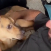 Illustration : Un homme r&eacute;conforte son chien qui s&rsquo;est cach&eacute; dans le placard avant son premier trajet en voiture (vid&eacute;o)