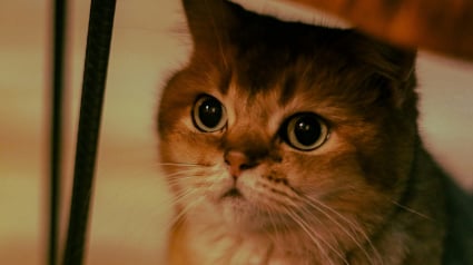 Illustration : Pourquoi les pupilles de votre chat se dilatent-elles soudainement ?