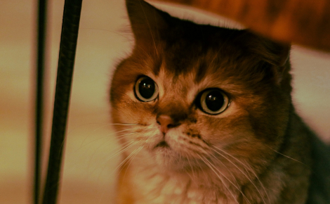 Pourquoi les pupilles de votre chat se dilatent-elles soudainement ?