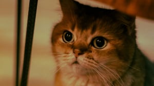 Illustration : "Pourquoi les pupilles de votre chat se dilatent-elles soudainement ?"