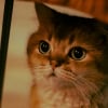 Illustration : Pourquoi les pupilles de votre chat se dilatent-elles soudainement ?