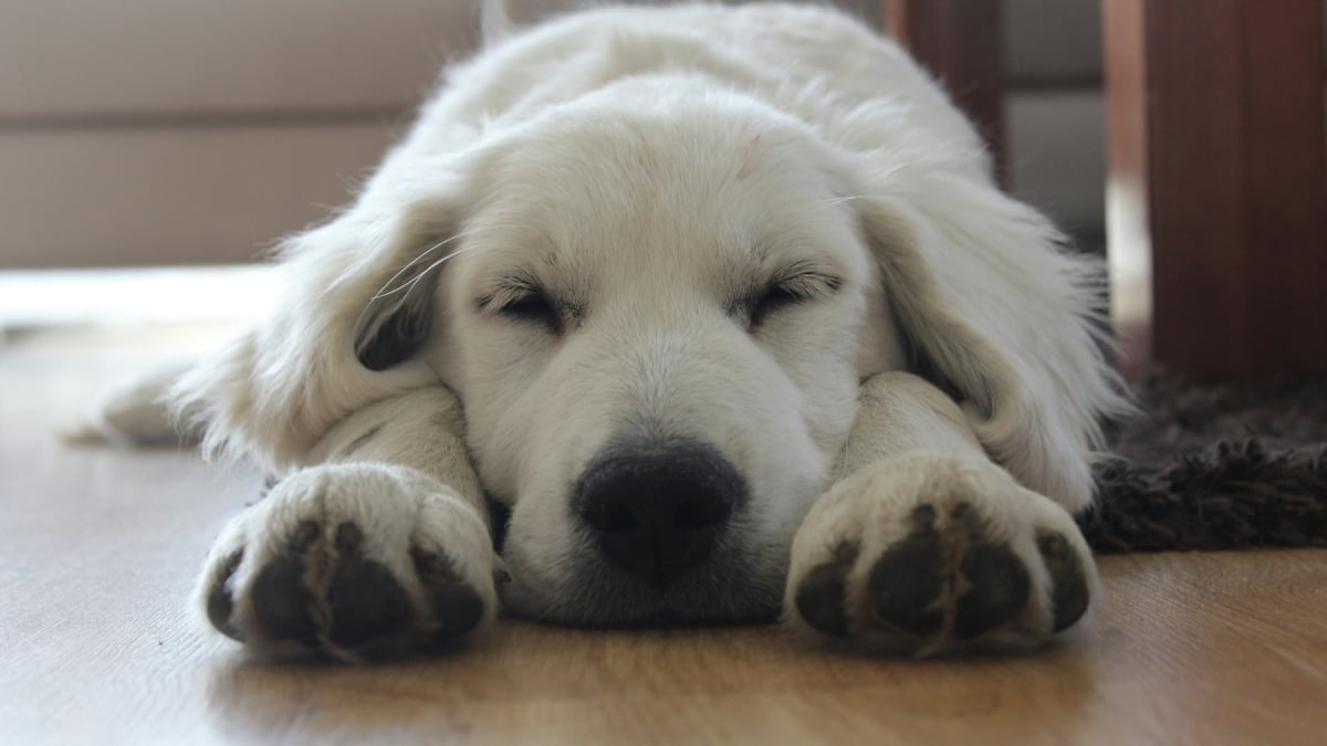 Illustration : "La science prouve que le sommeil aide votre chien à consolider sa mémoire"