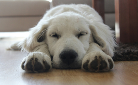 La science prouve que le sommeil aide votre chien à consolider sa mémoire