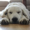 Illustration : La science prouve que le sommeil aide votre chien &agrave; consolider sa m&eacute;moire