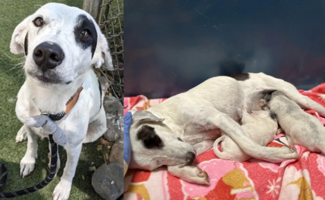 Inconsolable en l'absence de ses chiots, cette chienne retrouve sa joie perdue quand on les lui amène au refuge 5 jours plus tard