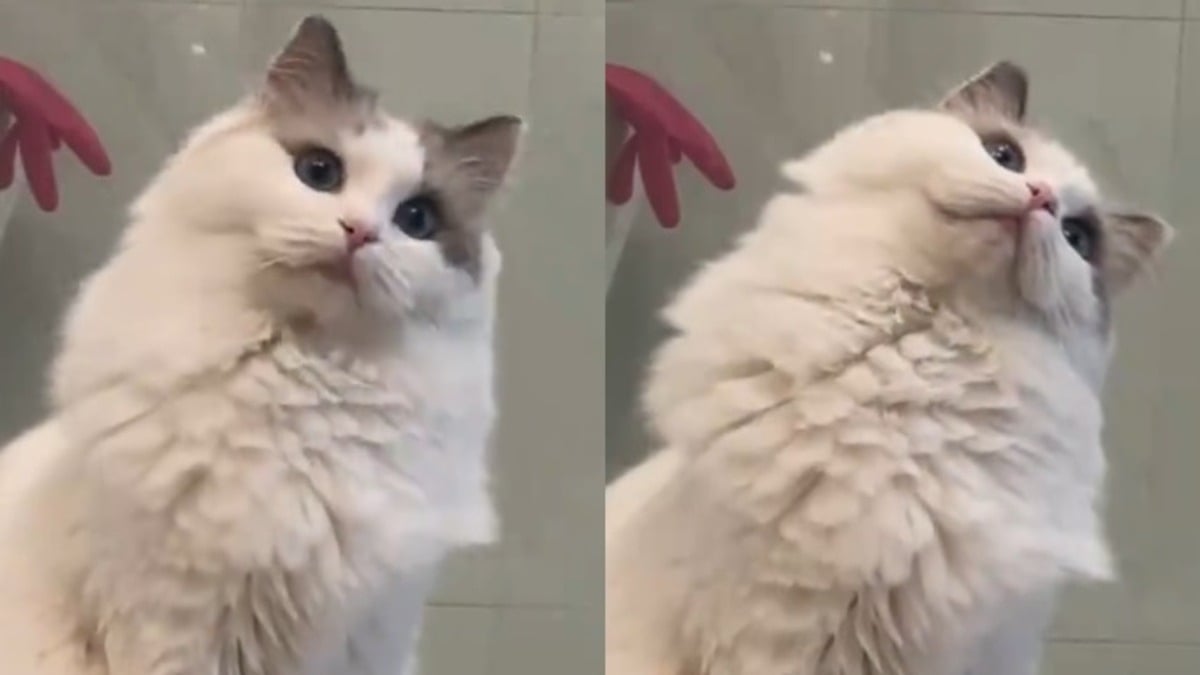 Illustration : "Cette chatte Ragdoll asthmatique regarde sa maîtresse avec des yeux pleins d'amour et de curiosité quand elle se coiffe (vidéo)"
