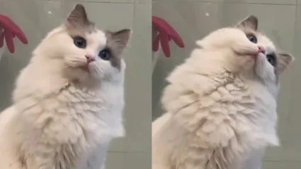 Illustration : Cette chatte Ragdoll asthmatique regarde sa ma&icirc;tresse avec des yeux pleins d'amour et de curiosit&eacute; quand elle se coiffe (vid&eacute;o)