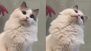 Illustration : Cette chatte Ragdoll asthmatique regarde sa maîtresse avec des yeux pleins d'amour et de curiosité quand elle se coiffe (vidéo)