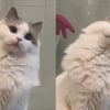Illustration : Cette chatte Ragdoll asthmatique regarde sa ma&icirc;tresse avec des yeux pleins d'amour et de curiosit&eacute; quand elle se coiffe (vid&eacute;o)