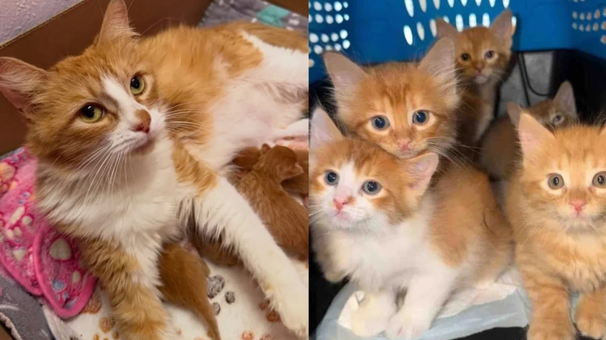 Illustration : "Une chatte retrouvée dans un immeuble donne vie à ses chatons et peut prendre soin d’eux dans une famille d’accueil"