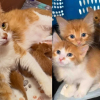 Illustration : Une chatte retrouv&eacute;e dans un immeuble donne vie &agrave; ses chatons et peut prendre soin d&rsquo;eux dans une famille d&rsquo;accueil