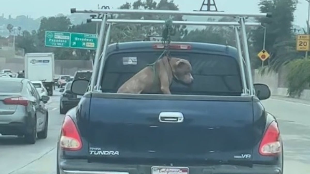 Illustration : "Attaché trop court au point d'être suspendu à l'arrière d'une camionnette, ce Pitbull blessé au cou est soigné en refuge en attendant l'adoption (vidéo)"