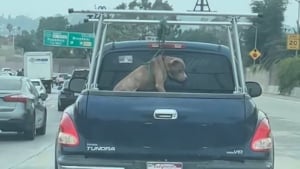 Illustration : Attach&eacute; trop court au point d'&ecirc;tre suspendu &agrave; l'arri&egrave;re d'une camionnette, ce Pitbull bless&eacute; au cou est soign&eacute; en refuge en attendant l'adoption (vid&eacute;o)