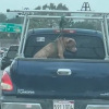 Illustration : Attach&eacute; trop court au point d'&ecirc;tre suspendu &agrave; l'arri&egrave;re d'une camionnette, ce Pitbull bless&eacute; au cou est soign&eacute; en refuge en attendant l'adoption (vid&eacute;o)