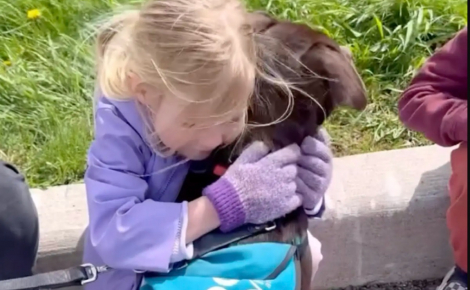 Après quelques jours d'attente, une fillette retrouve la chienne borgne qui l'a marquée au refuge et l'adopte (vidéo)
