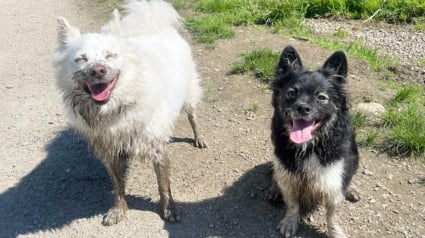 Illustration : 12 photos de chiens qui se sont roul&eacute;s dans la boue et ne le regrettent absolument pas
