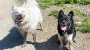 Illustration : 12 photos de chiens qui se sont roul&eacute;s dans la boue et ne le regrettent absolument pas