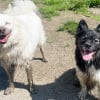 Illustration : 12 photos de chiens qui se sont roul&eacute;s dans la boue et ne le regrettent absolument pas