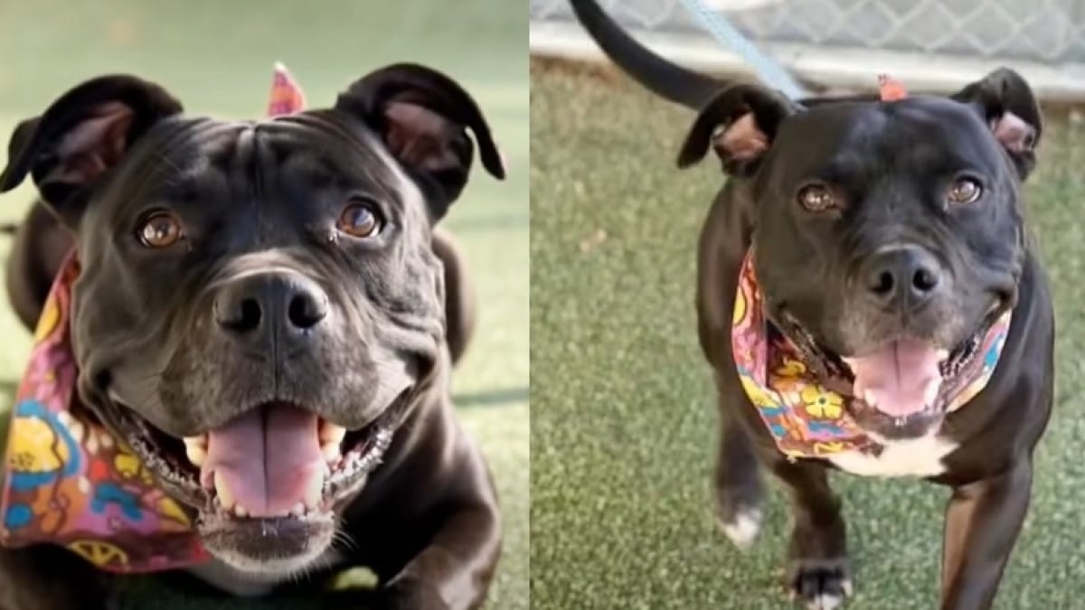 Illustration : "Ignoré pendant 97 jours au refuge, ce Pitbull trouve enfin une famille qui fait 3 heures de route pour l’adopter (vidéo)"