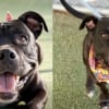 Illustration : Ignor&eacute; pendant 97 jours au refuge, ce Pitbull trouve enfin une famille qui fait 3 heures de route pour l&rsquo;adopter (vid&eacute;o)