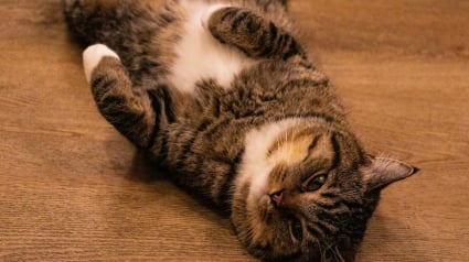 Illustration : Vrai ou faux ? Un chat un peu enrob&eacute; est simplement heureux et bien nourri