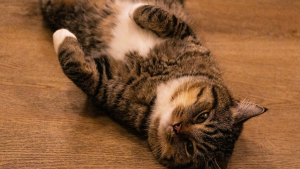 Illustration : "Vrai ou faux ? Un chat un peu enrobé est simplement heureux et bien nourri"