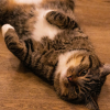 Illustration : Vrai ou faux ? Un chat un peu enrob&eacute; est simplement heureux et bien nourri