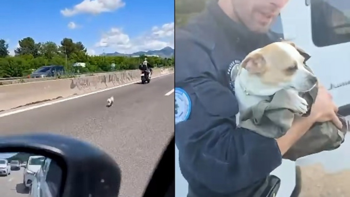 Illustration : "En deuil depuis la disparition de sa mère, une chienne fugue et se retrouve sur l'autoroute où automobilistes et policiers la sauvent"