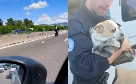 En deuil depuis la disparition de sa mère, une chienne fugue et se retrouve sur l'autoroute où automobilistes et policiers la sauvent