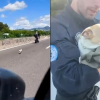 Illustration : En deuil depuis la disparition de sa m&egrave;re, une chienne fugue et se retrouve sur l'autoroute o&ugrave; automobilistes et policiers la sauvent